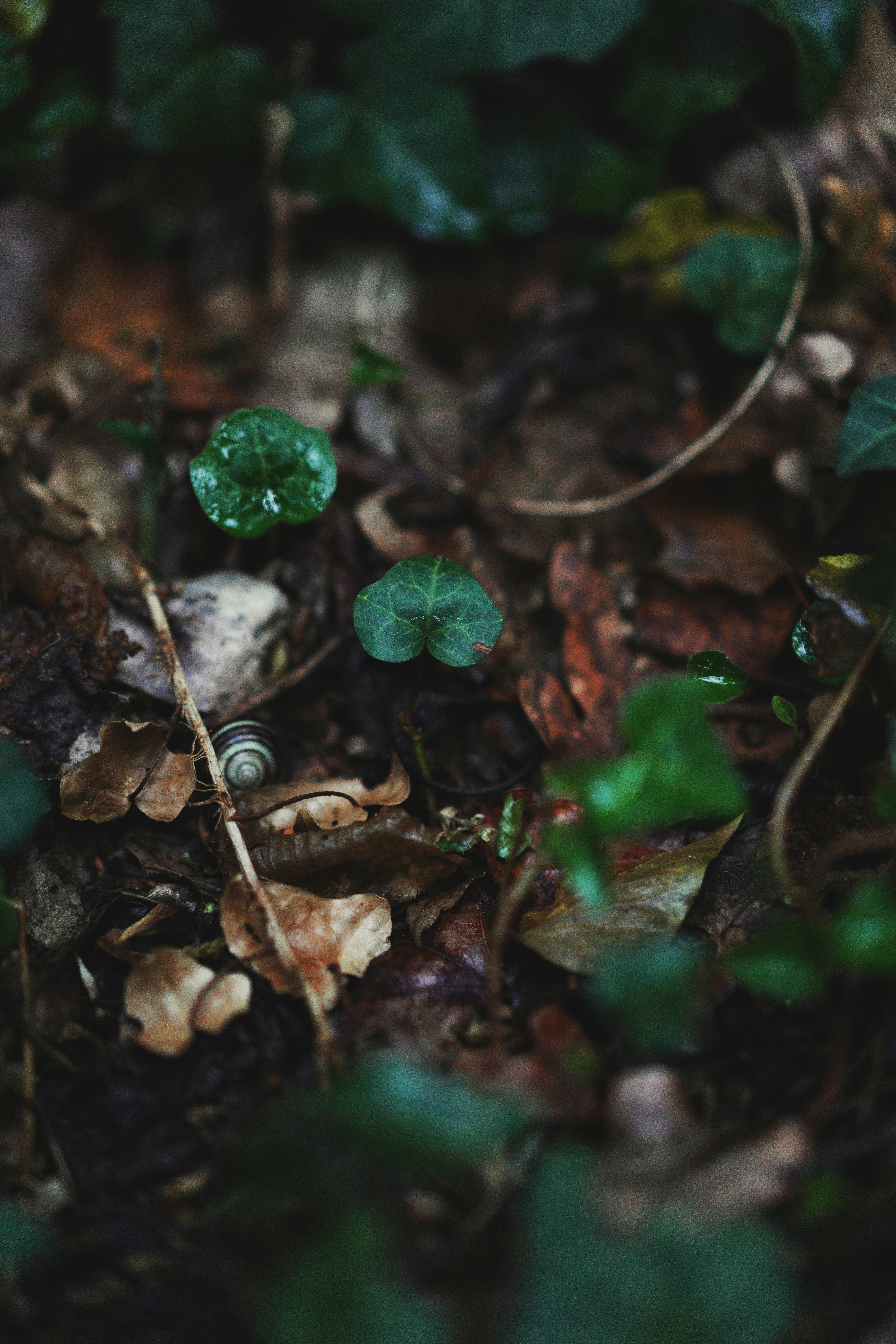 green plant on brown dried leaves